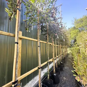 Red Robin Pleached Tree with Staking Kit - 200cm Stem and 14cm Girth