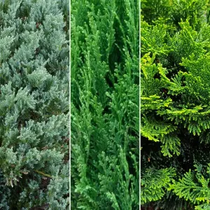 Conifer Plant Mix - Stunning Hardy Outdoor Shrubs, Colourful, Hardy (20-30cm, 12 Plants)