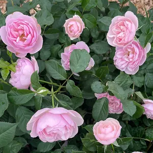 Harkness Rose - Rose Natasha Richardson 3L or 4L Pot