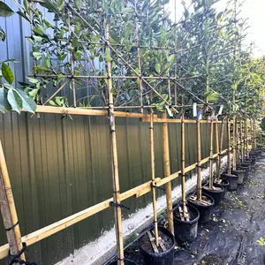 Red Robin Pleached Tree with Staking Kit - 150cm Stem and 8cm Girth