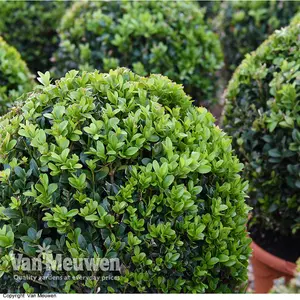 Buxus Sempervirens 9cm Potted Plant x 20