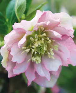 Hellebore Double Ellen Collection - Set Of 3 Plants In 9cm Pots