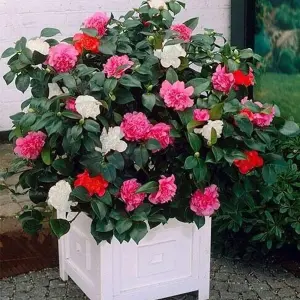 Camellia Japonica Plant Tricolour Red, White & Pink in One Pot - Evergreen Shrub - Rare Variety of Camellia Japonica Plant 30-50cm