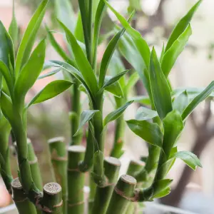 Lucky Bamboo 40cm Stems - 3 Straight Stems - Dracaena Sanderiana - Indoor Plant Gift