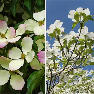 Cornus florida - Beautiful flowering dogwood 1 x 9cm pot