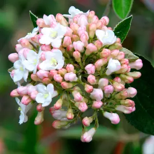 Viburnum Park Farm Hybrid - Compact Shrub, Attractive Foliage (20-30cm Height Including Pot)