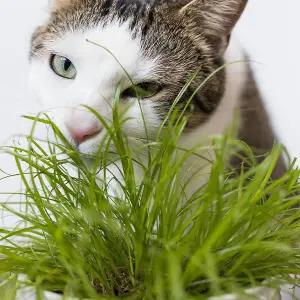 1 x Cat Grass Zumula Living Plant in 13cm Pot - Growing Plant NOT SEED