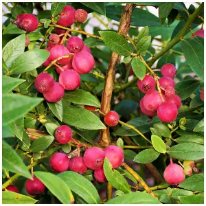 Blueberry Pink Lemonade Plant  / Vaccinium in 9cm Pot, Tasty Pink Berries