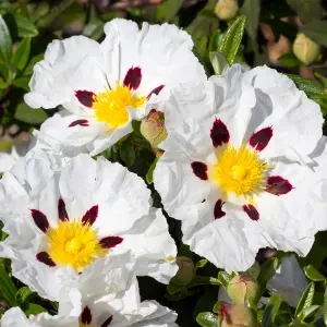 Cistus Alan Fradd - Evergreen, White Red and Yellow Flowers, Compact Size (10-30cm Height Including Pot)