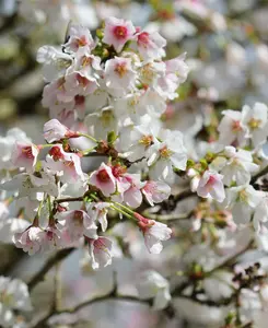 Prunus incisa Kojo - No -Mai - Japanese Cherry Tree Spring Flowering Tree Suitable For Small Gardens 1 x 3L pot