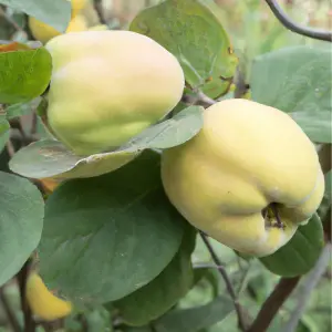 Lincolnshire Fruits Meech's Prolific Potted 7 Litre 1.5m Tree