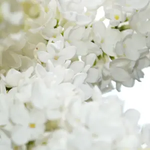 French Lilac Syringa vulgaris Madame Lemoine in a 17cm Pot