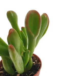 House Plant - Crassula - Hobbit - 8 cm Pot size - 10-20 cm Tall - Crassula Hobbit - Indoor Plant