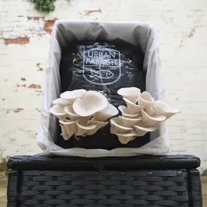 White Elm Oyster Mushroom Growing Kit Gift Option