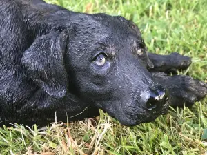 Laying Black Labrador figurine, large (44cm long) realistic home or garden ornament or memorial