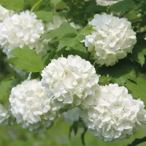 Hedge Guelder Rose (Viburnum opulus) 1 Bare Root Plant