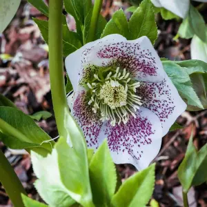 Helleborus orientalis Hello White 14cm Potted Plant x 1