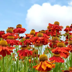 Helenium Moerheim Beauty in a 9cm Pot