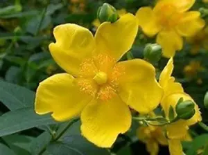 1-2ft Hypericum 'Hidcote' St John's Wort Field Grown Bare Root Hedging Plants Tree Whip Sapling - Pack of 10