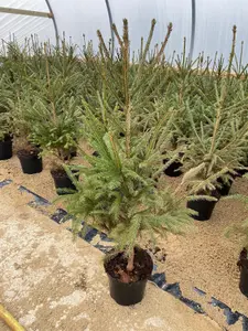 Picea Abies The Norway Spruce Christmas Tree 2.5-3ft Tall in a 3/5 Litre Pot