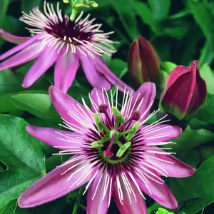 Passiflora Victoria Garden Plant - Exotic Blooms, Compact Size (20-30cm Height Including Pot)