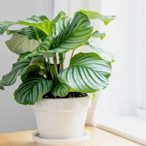 Calathea Orbifolia in 12cm Pot - 30-35cm in Height - Indoor Striped Prayer Plant