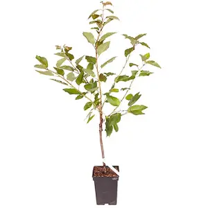 Sweet Cherry 'Regina' Patio Fruit Tree in a 5L Pot 90-110cm Tall