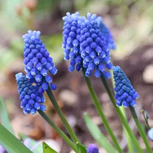 10 x Muscari armeniacum Grape Hyacinth Spring Bulbs - Blue Outdoor Flowering Perennials - Grow in Beds, Borders & Patio Pots