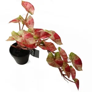 35cm Artificial Hanging Trailing Plant Pink Splash Caladium