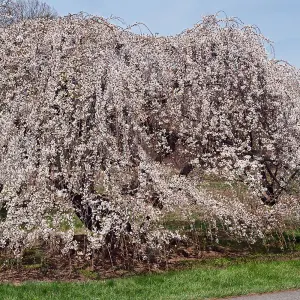 Prunus Shidare-Yoshino Tree - White Flowers, Vibrant Autumn Foliage, Hardy (5-6ft)