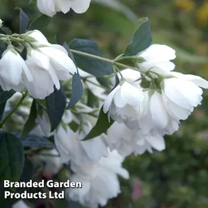 Philadelphus Little White Love 3.6 Litre Potted Plant x 1