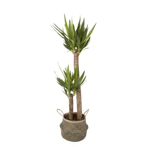 GoodHome Black Herringbone Seagrass Plant pot (Dia) 21cm, (H)22cm