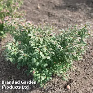 Euonymus alatus Unforgettable Fire HAYMAN 9cm Potted Plant x 1