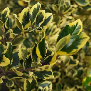 Ilex Golden King Garden Plant - Variegated Foliage, Compact Size (20-30cm Height Including Pot)