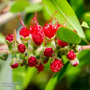 Red Callistemon Laevis - Large 15 Litre Potted Plant x 1 - Sun Loving Shrub