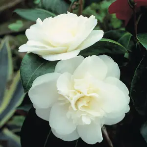 Camellia Tricolour 15cm Pot x 2