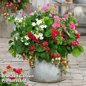 Strawberry Summer Breeze Trio - 9 x 9cm Potted Plants (3 of each variety)