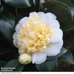 Gift Camellia Blooming Wonder White 15cm Pot x 2