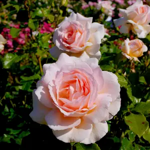 Rosa 'Chandos Beauty' Hybrid Tea Rose Bush, Excellent Fragrant Flowers