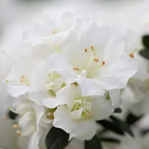 White Azalea Japonica Tree Trees for Small Gardens Border Patio Potted Plants Lollipop Stem Tree