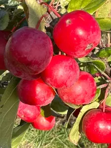 Lincolnshire Fruits Malus Rudolph Potted 7 Litre 1.5m Tree