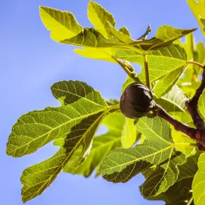 Fig Fruit Tree - Ficus Carica 'Rouge De Bordeux' in 9cm Pot