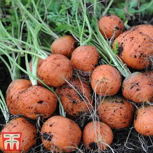 Carrot Paris Market Atlas 1 Seed Packet (100 Seeds)