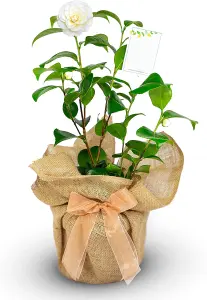 Camellia Golden Anniversary - Gift Wrapped Plant - 50th Wedding Anniversary Gift