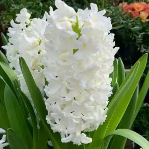 Hyacinth White Bulb Trio in 12cm Pot - Three Easy to Grow Hyacinthus Bulbs Growing in Pot - Fragrant Indoor Flowering Plant