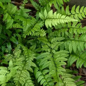 2 x Polystichum Tsus-Simense Fern Plant - Korean Rock Fern Outdoor Fern - 13cm