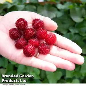 Rubus (Raspberry Tree) Hararasp 5 Litre Potted Plant x 1 -  Grow Your Own Fruit