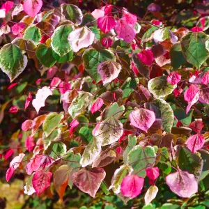 Cercis Carolina Sweetheart Tree - Heart-Shaped Foliage, Pink Flowers, Compact Size (5-6ft)