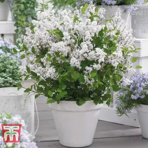 Syringa (Lilac) meyeri Flowerfesta White 9cm Potted Plant x 1