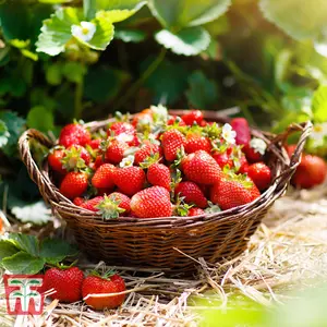 Strawberry (Fragaria) Honeoye 12 Bare Roots - Outdoor Fruit Plants for Gardens, Pots, Containers